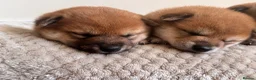 Japanese Shiba Inu dogs for sale: Health tested champion bloodline small size Shiba  - Advert 8