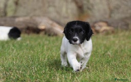 English Springer Spaniel dogs for sale: Ftch KC Springer Spaniels! - Image 6