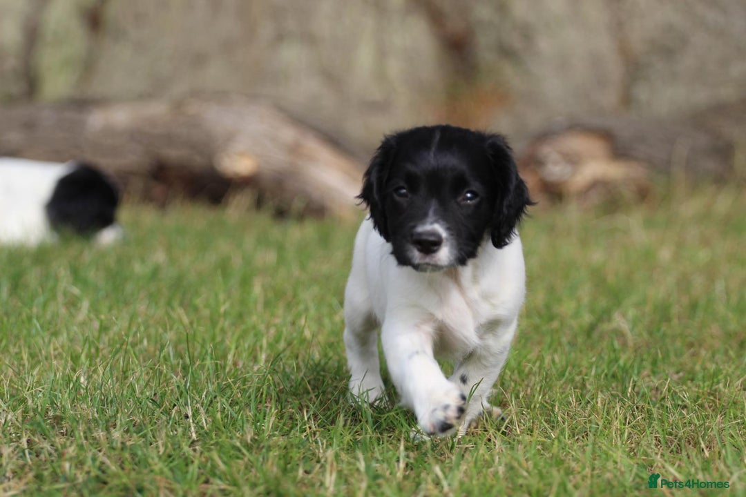 English Springer Spaniel dogs for sale: Ftch KC Springer Spaniels! - Image 6