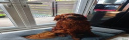 Irish Setter dogs for stud:  READY FOR STUD – PROVEN, HEALTHY, AND EXCEPTIONAL in Walsall - Advert 5