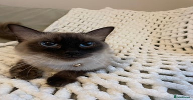 Ragdoll cats - Advert 15