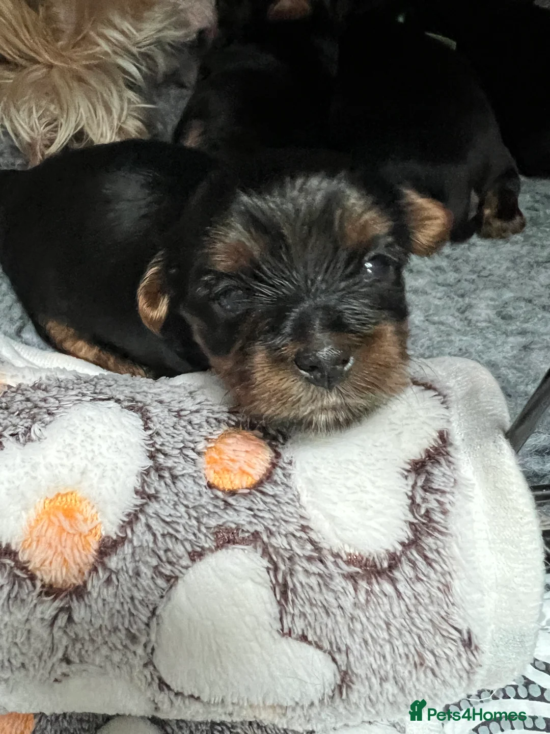 Yorkshire Terrier dogs for sale: Exceptional Pure Yorkshire Terrier Boys  - Advert 14