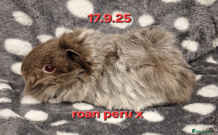 Guinea Pig rodents - Advert 1
