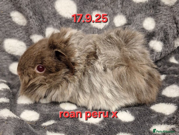 Guinea Pig rodents - Advert 3