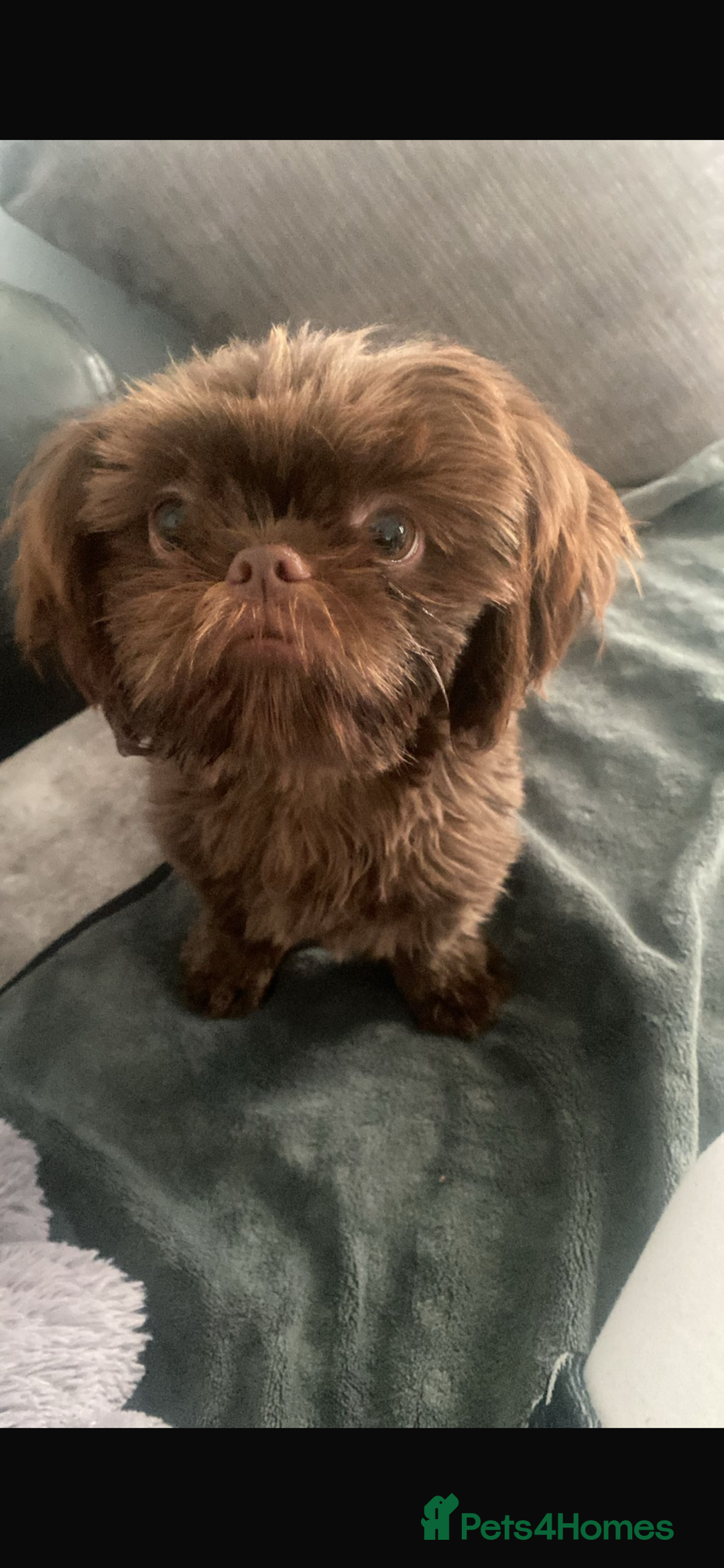 Shih Tzu dogs for sale: Chocolate Imperial Shih-Tzu Puppy - Image 7