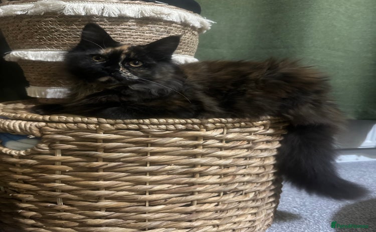 Maine Coon cats TICA registered Maine Coon kittens  - Advert 8