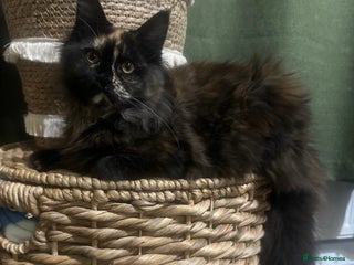 Maine Coon cats TICA registered Maine Coon kittens - Advert 7