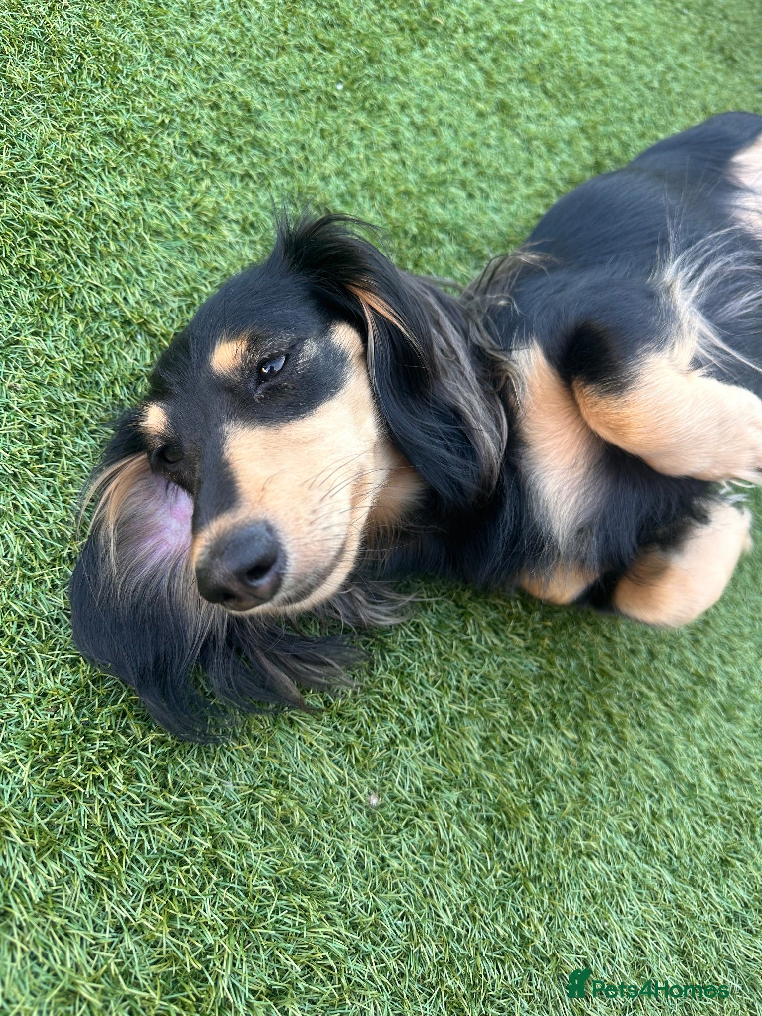 Miniature Dachshund dogs Stunning long haired miniature dachshund  - Advert 2