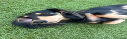 Miniature Dachshund dogs for sale: Stunning long haired miniature dachshund  - Advert 5