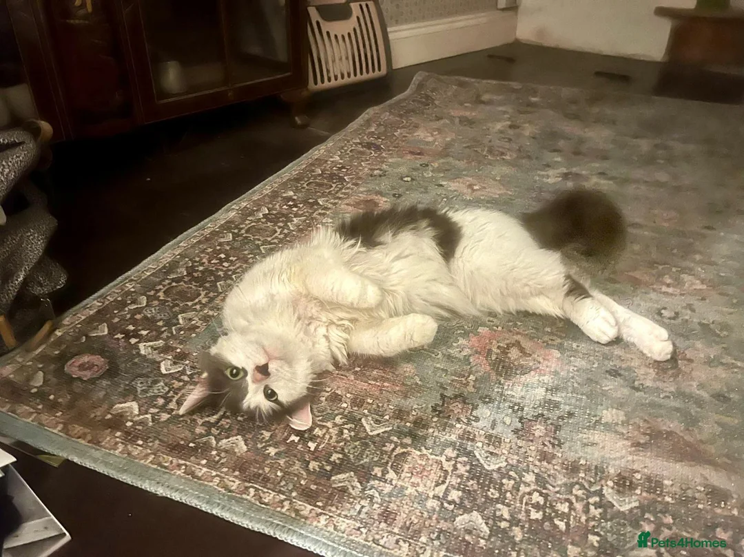 Mixed Breed cats for adoption: Floyd is urgently looking for a home - Advert 2