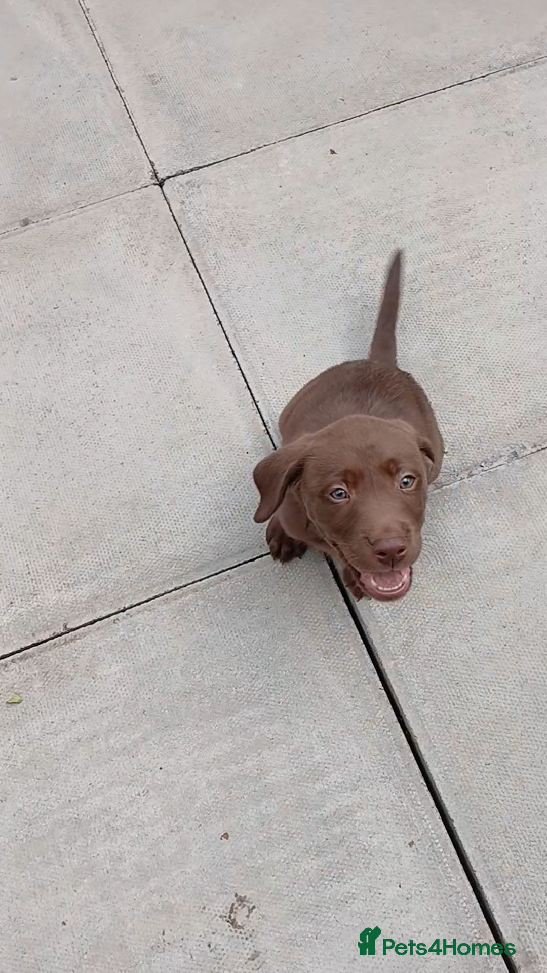 Labrador Retriever dogs for sale: Champain/chocolate puppys - Image 20