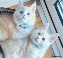 Maine Coon cats XL Rare Red Shaded Pedigree Maine Coons - Advert 11