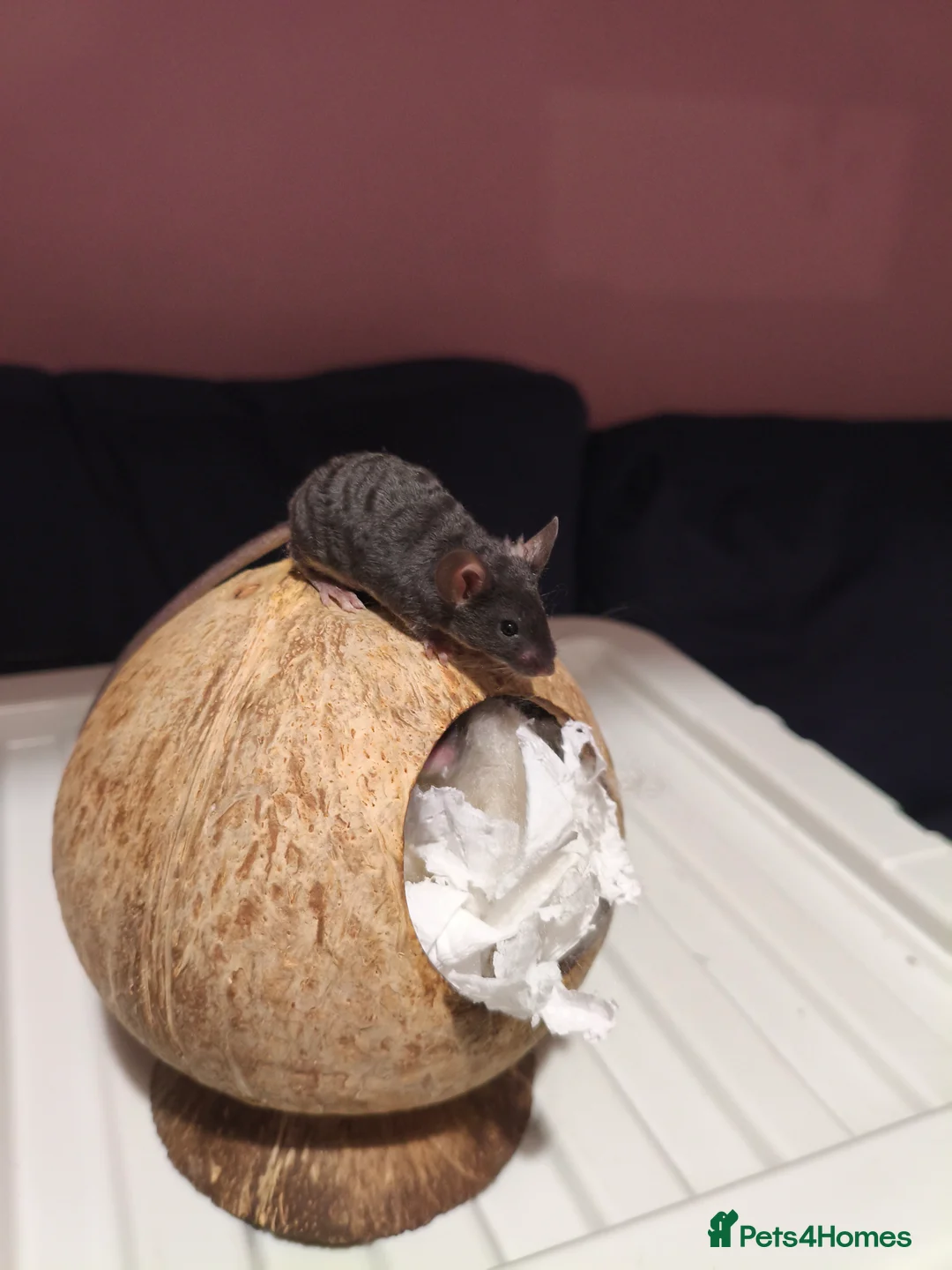 Mouse rodents for sale: Two bucks / male fancy mice in Norwich - Advert 2