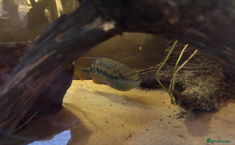 Cichlids fish - Advert 1