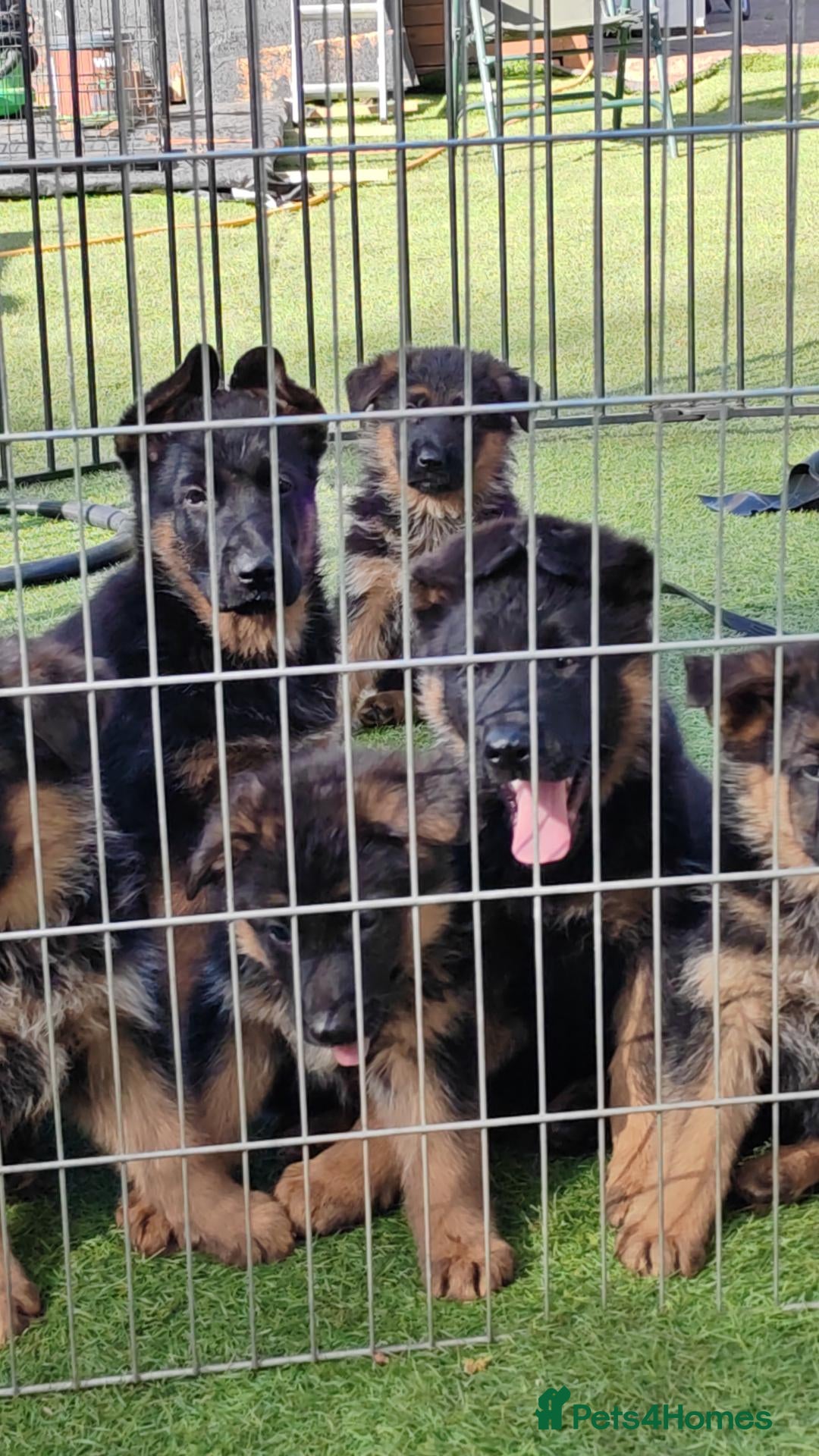German Shepherd dogs German Shepherd Puppies Available 🐾 - Advert 4