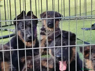 German Shepherd dogs German Shepherd Puppies Available 🐾 - Advert 4