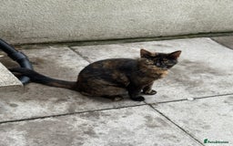 Mixed Breed cats for sale: Black and ginger female cat - Image 4