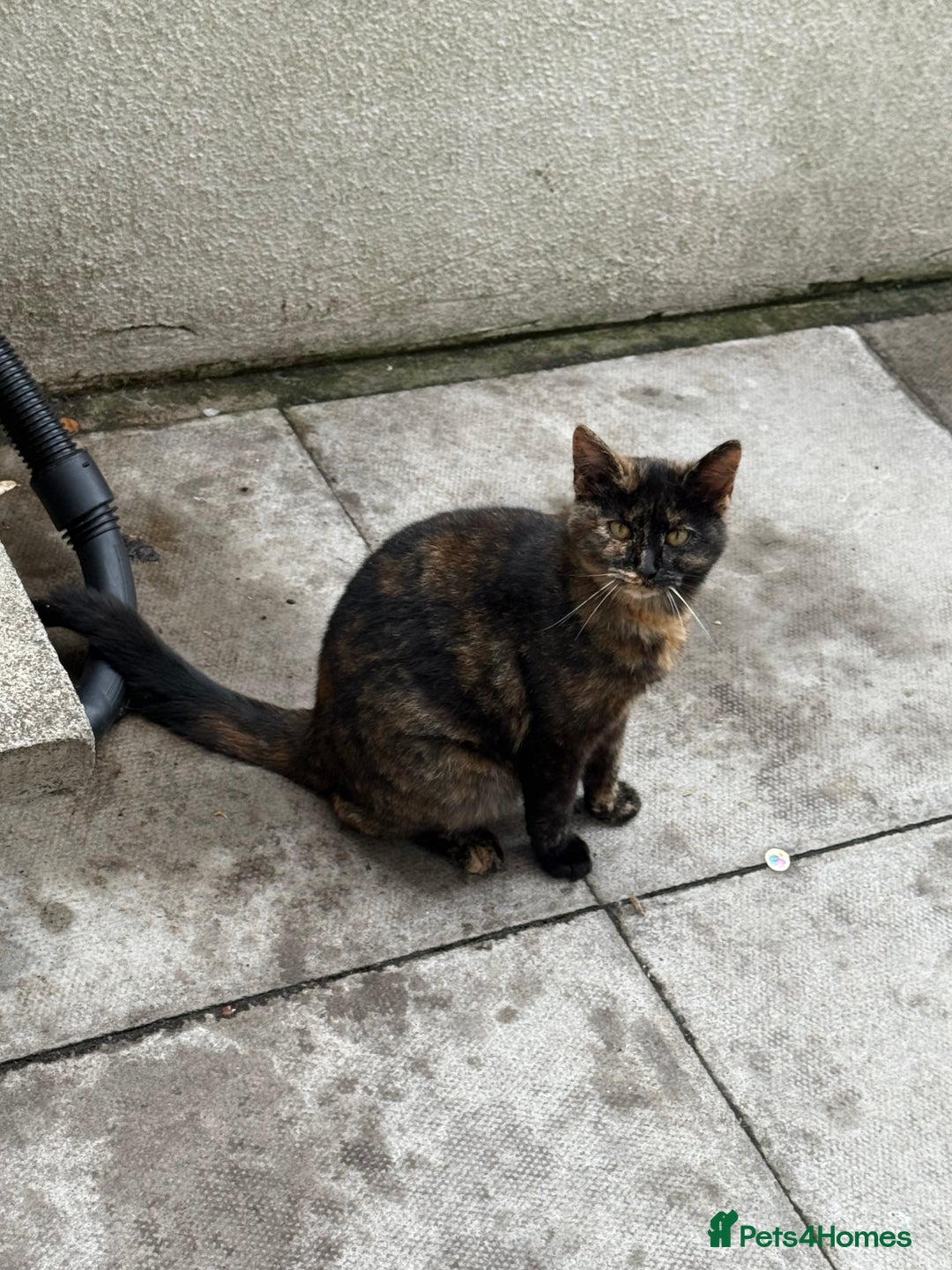 Mixed Breed cats for sale: Black and ginger female cat - Image 4