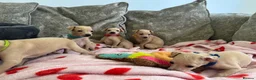 Italian Greyhound dogs for sale: 🏡 Italian greyhound puppies ready soon 🏡 - Advert 27