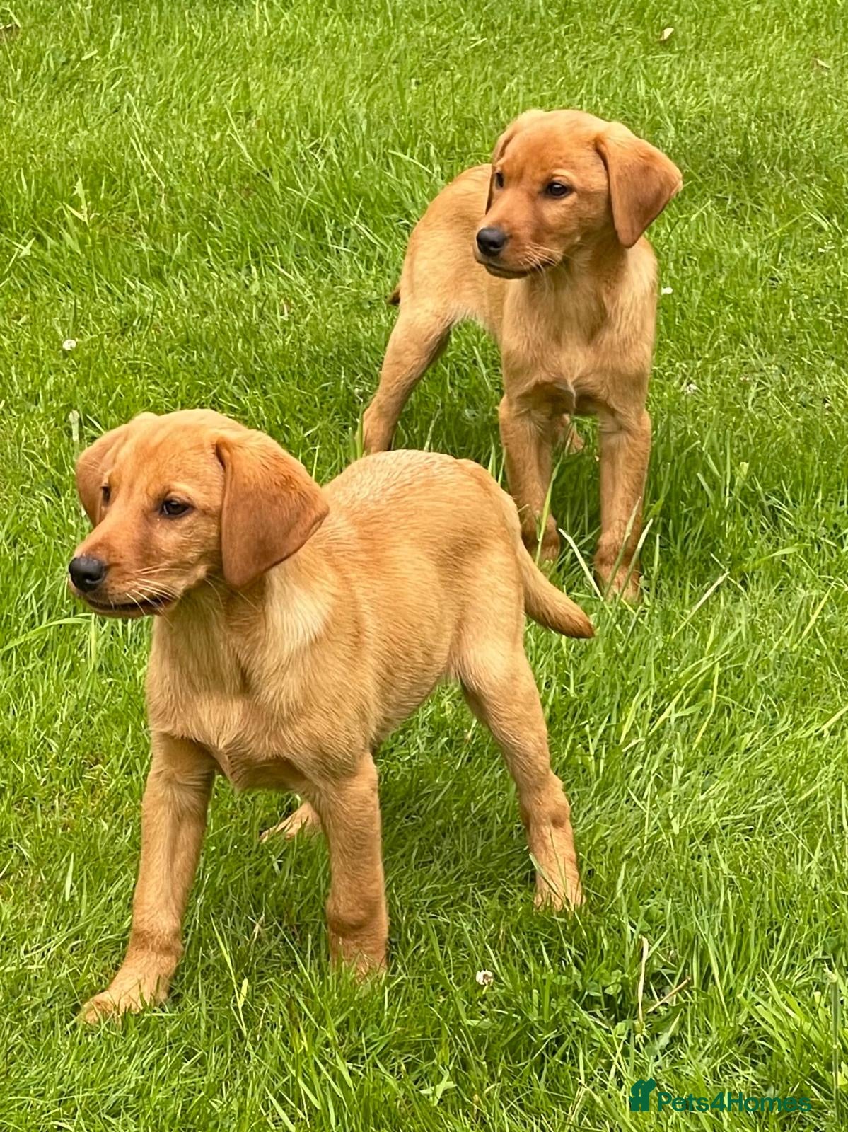 Labrador Retriever dogs for sale: Fox Red Labradors Puppies- Ready Go Go in Rotherham - Advert 1