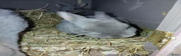 Rex rabbits for sale: Beautiful rex babies  - Advert 6