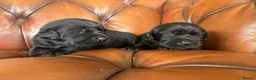 Labrador Retriever dogs for sale: Chunky show Labrador Puppies  - Advert 8