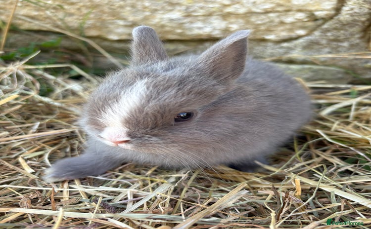 Netherland Dwarf rabbits - Advert 2