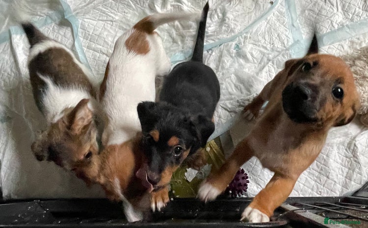 Jack Russell dogs - Advert 6