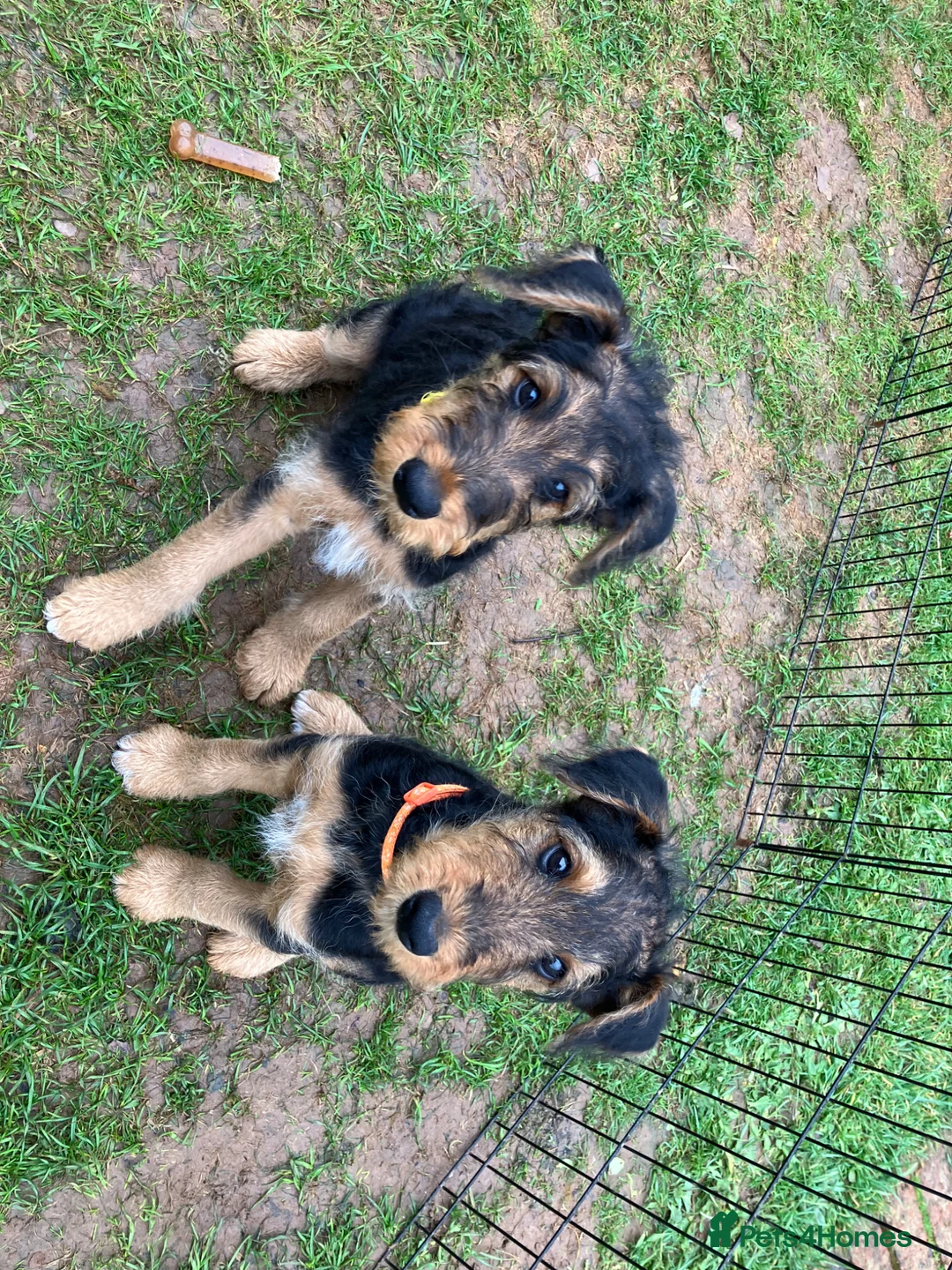 Airedale Terrier dogs for sale: Beautiful Airedale puppies available  - Advert 2