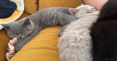 British Shorthair cats - Advert 10