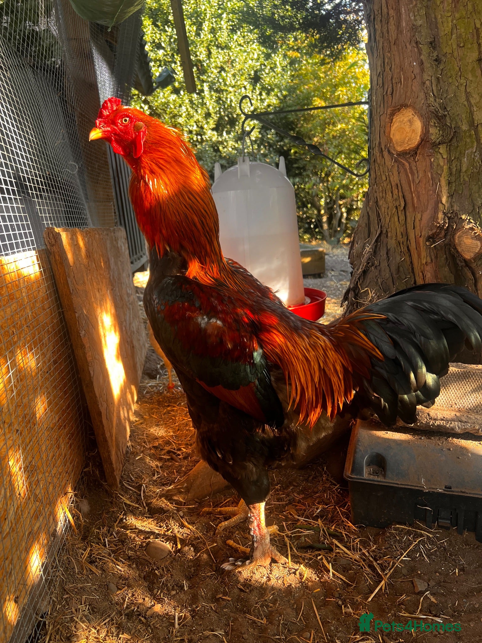 Chickens poultry Aseel & Brahma Mix  - Advert 1