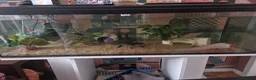 Axolotl reptiles for sale: 2 axolotls full set up - Advert 1