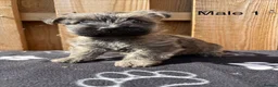 Cairn Terrier dogs for sale: beautiful health tested cairn terriers - Advert 4