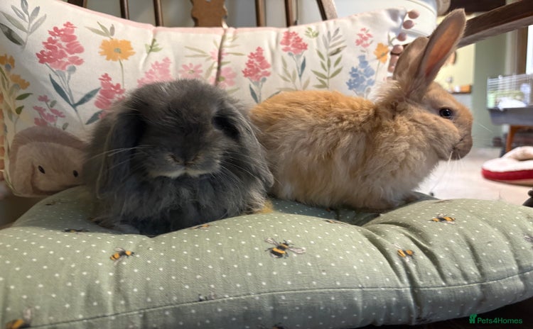 Mini Lop rabbits - Advert 2