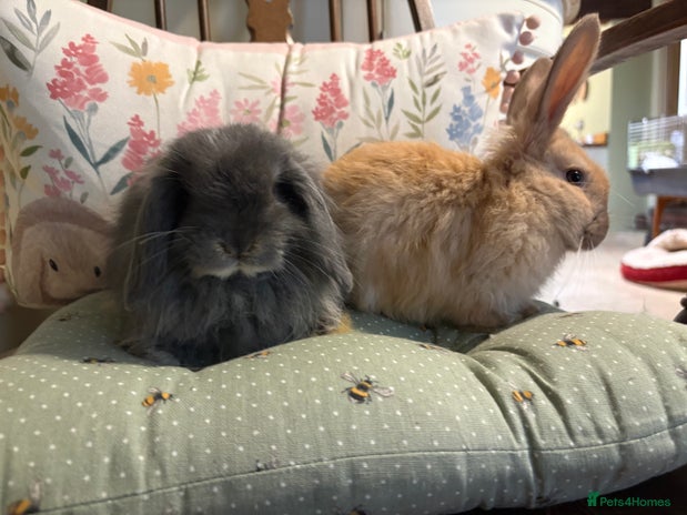 Mini Lop rabbits - Advert 1