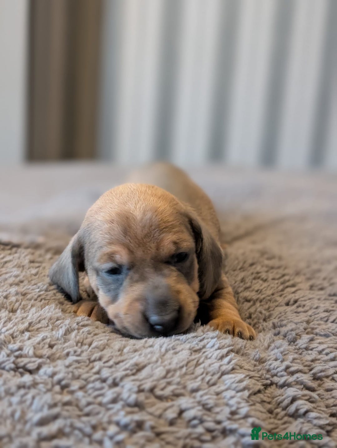 Miniature Dachshund dogs for sale: Miniature Dachshund Puppies For Sale  - Advert 12