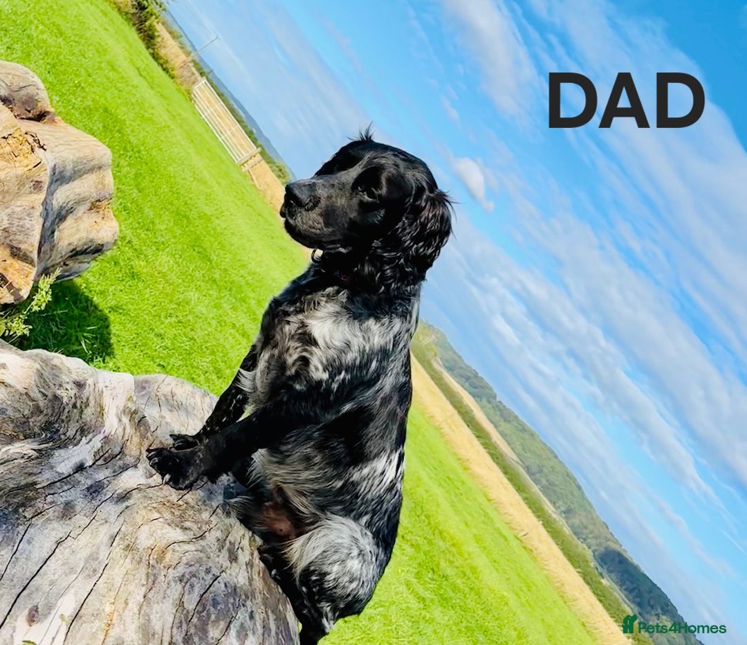 Cocker Spaniel dogs for sale: 1 left Working coker spaniel  - Advert 14