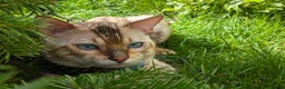 Bengal cats for stud: AMAZING SNOW LYNX STUD BENGAL TICA reg  in Harlow - Advert 13