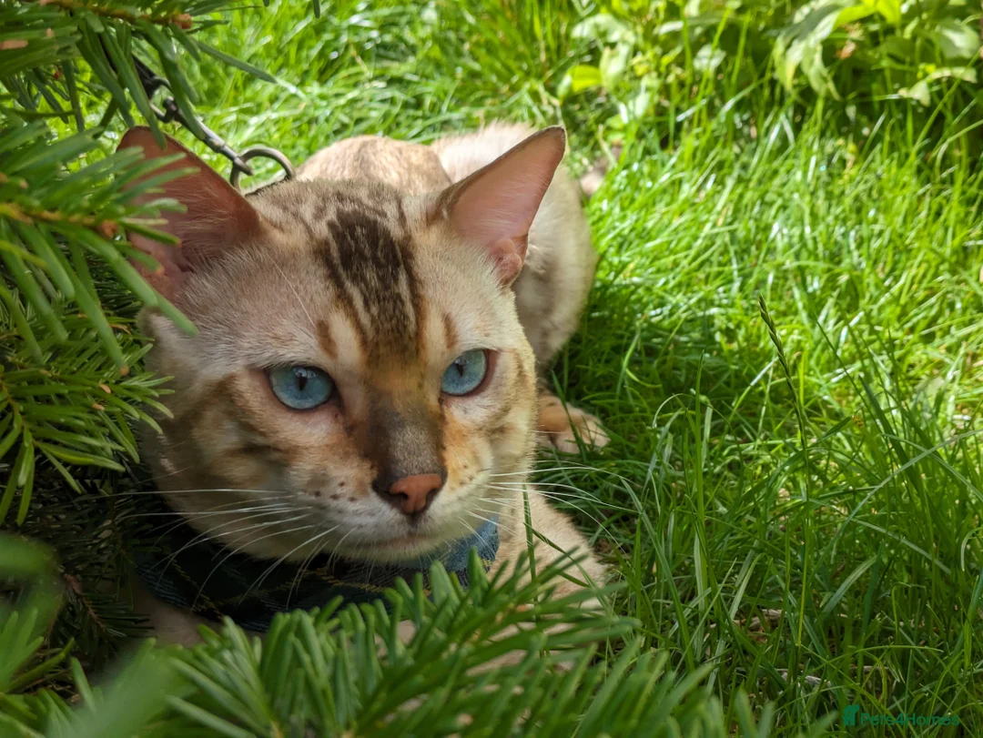 Bengal cats for stud: AMAZING SNOW LYNX STUD BENGAL TICA reg  in Harlow - Advert 13