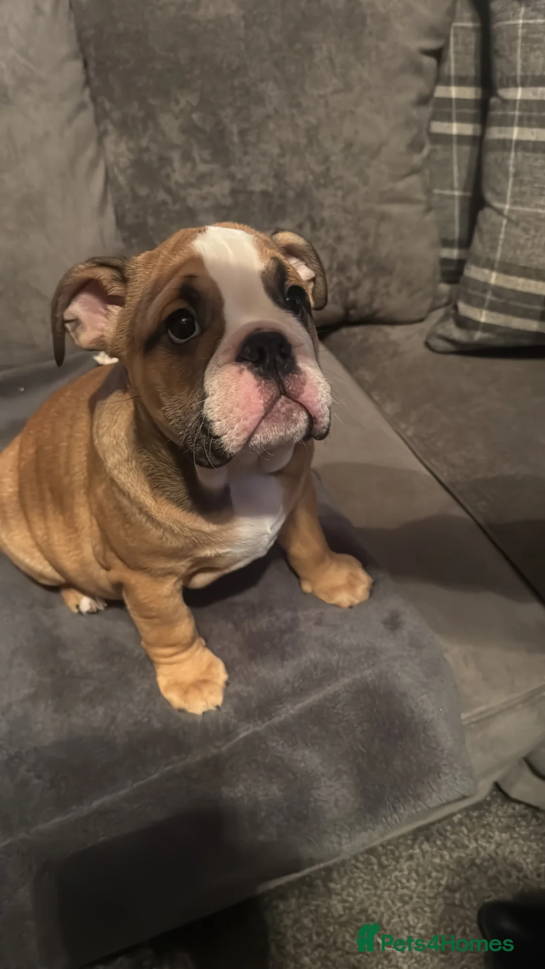 English Bulldog dogs for sale: New England Bulldogs  - Advert 2