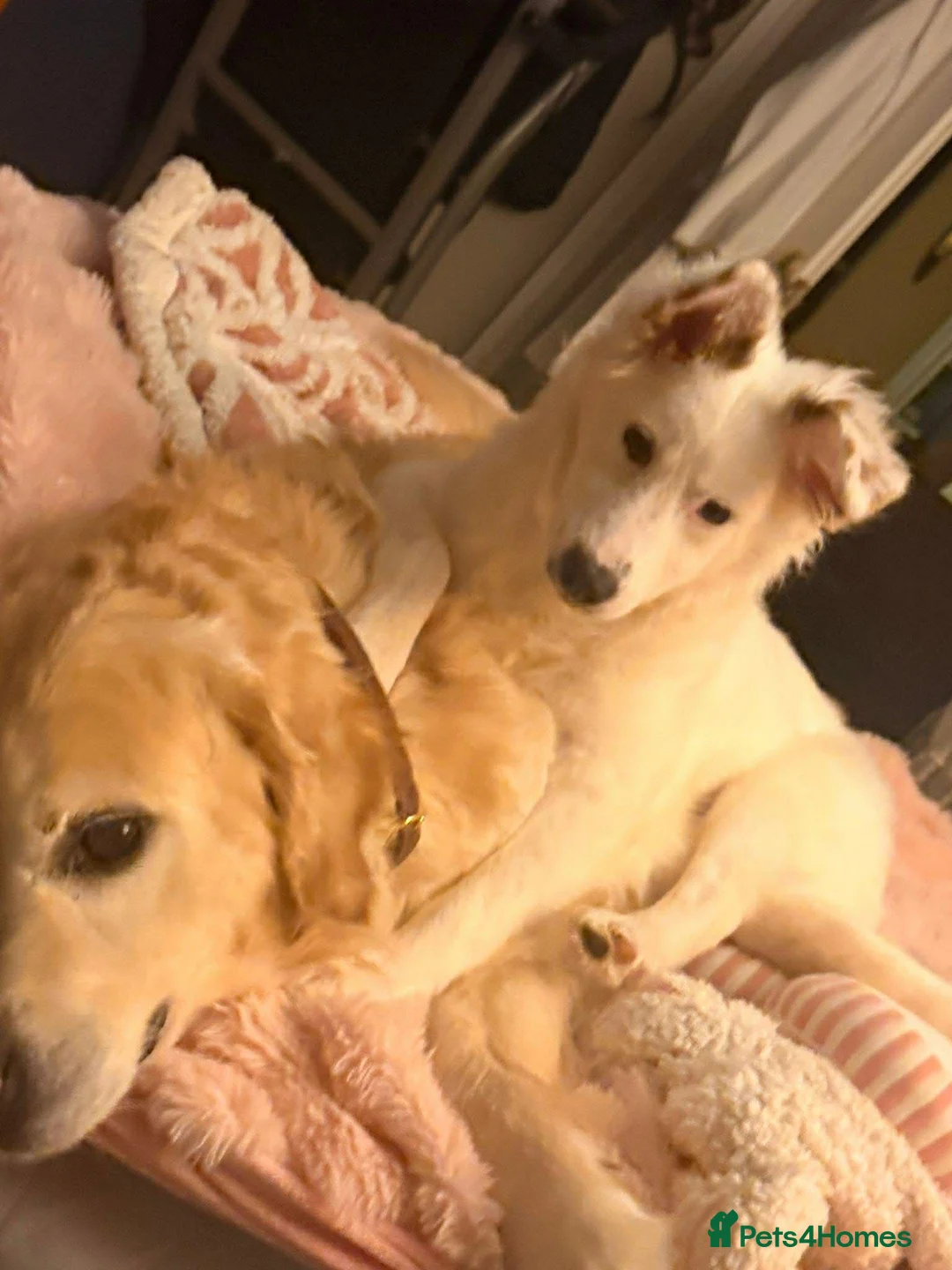Mixed Breed dogs for adoption: Gorgeous Lika  in High Wycombe - Advert 5
