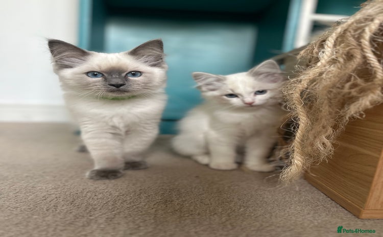 Ragdoll cats in Taunton - Advert 5