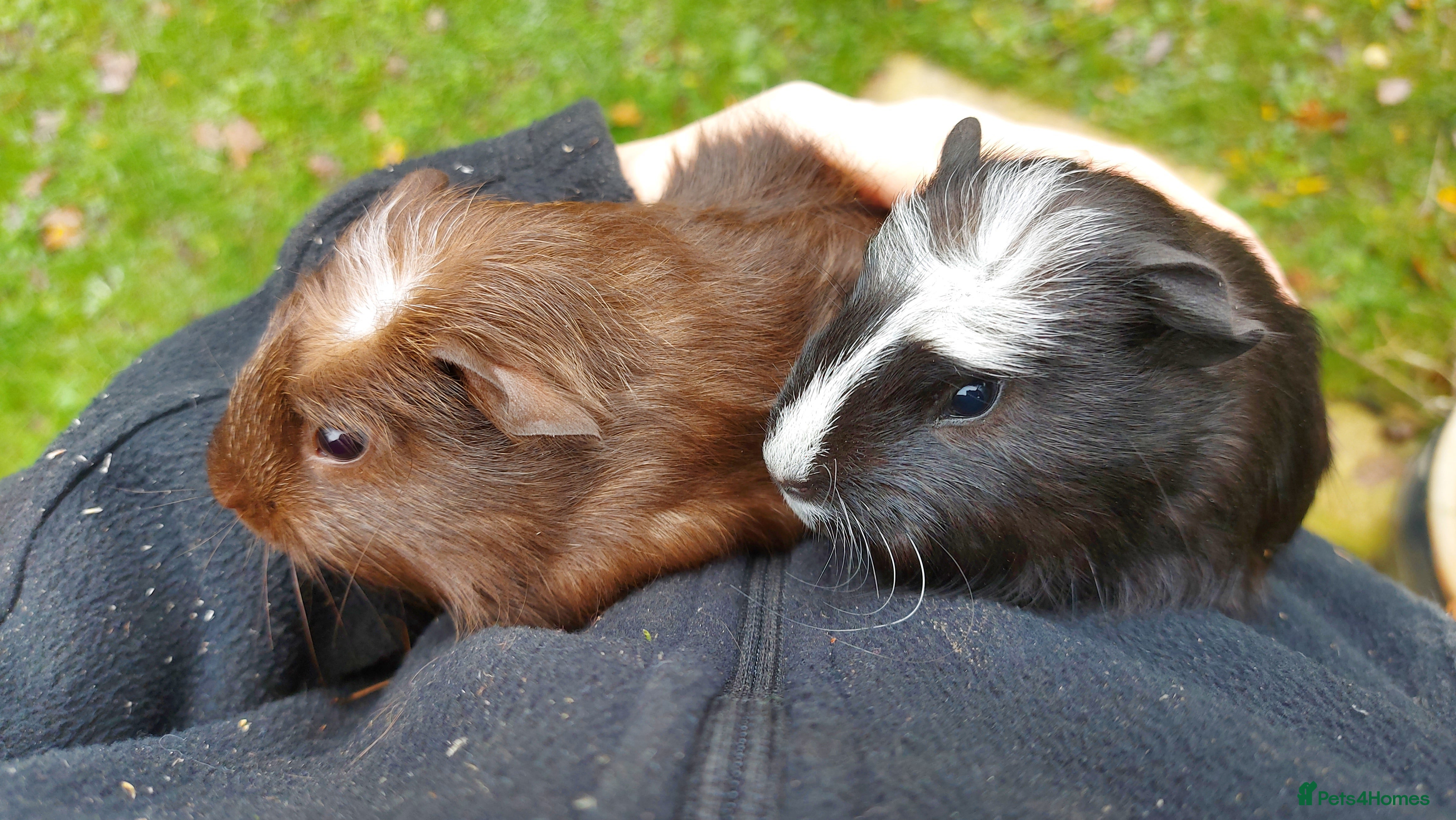Guinea Pig rodents Beautiful baby Guinea pigs  - Advert 19