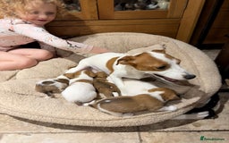 Jack Russell dogs for sale: Stunning Jack Russell puppies  - Image 6