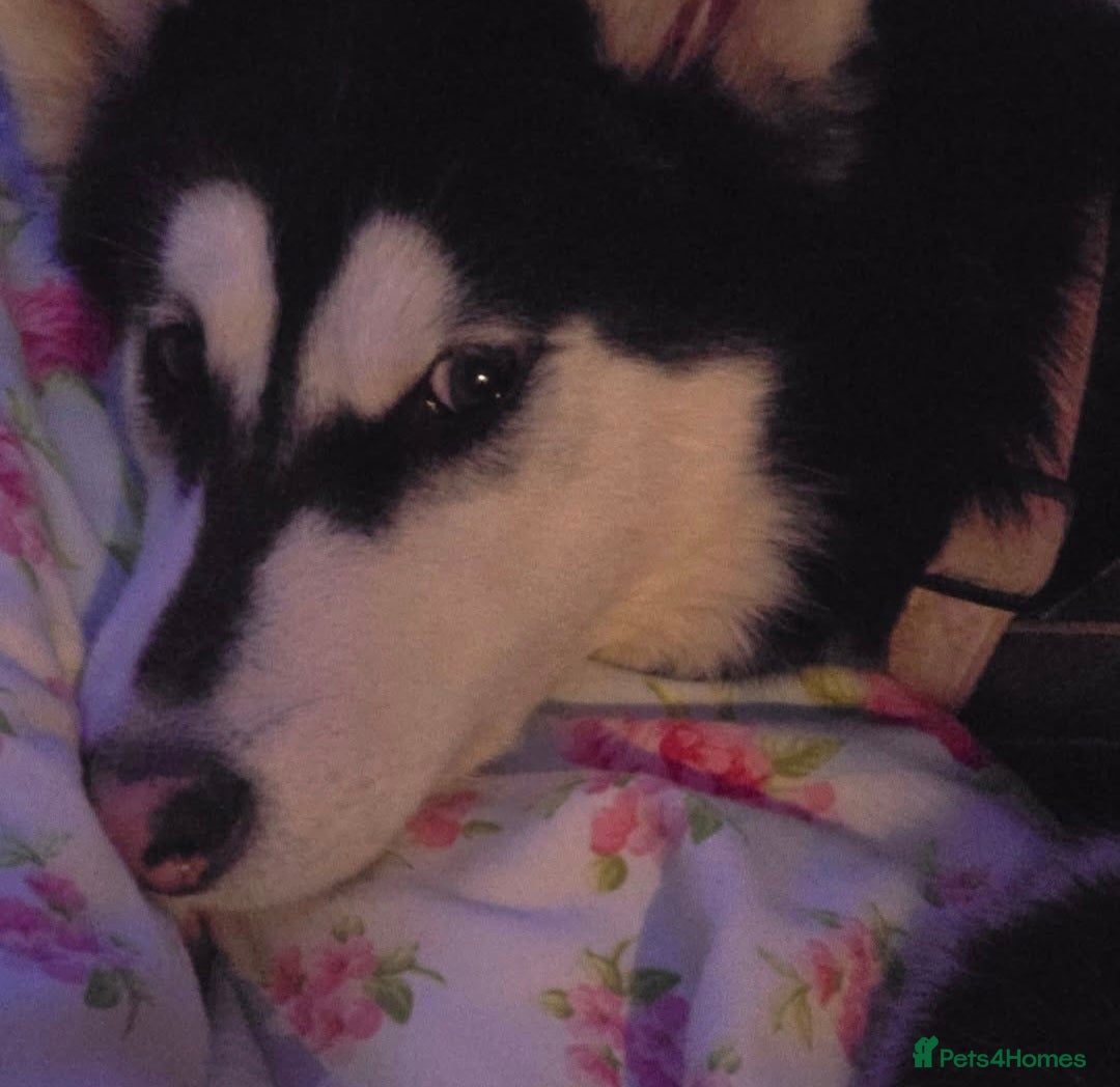 Utonagan dogs Clipsy 2 year old female husky - Advert 2