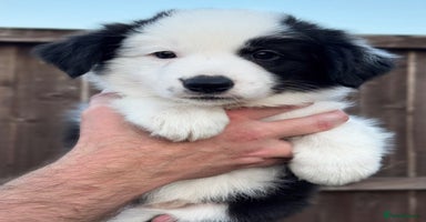 Border Collie dogs - Advert 3