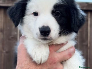 Border Collie dogs - Advert 22