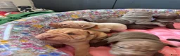Shar Pei dogs for sale: Sharpei Puppies for sale  - Advert 6