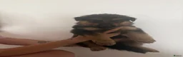 German Shepherd dogs for sale: Long haired German shepherd puppies  - Advert 6