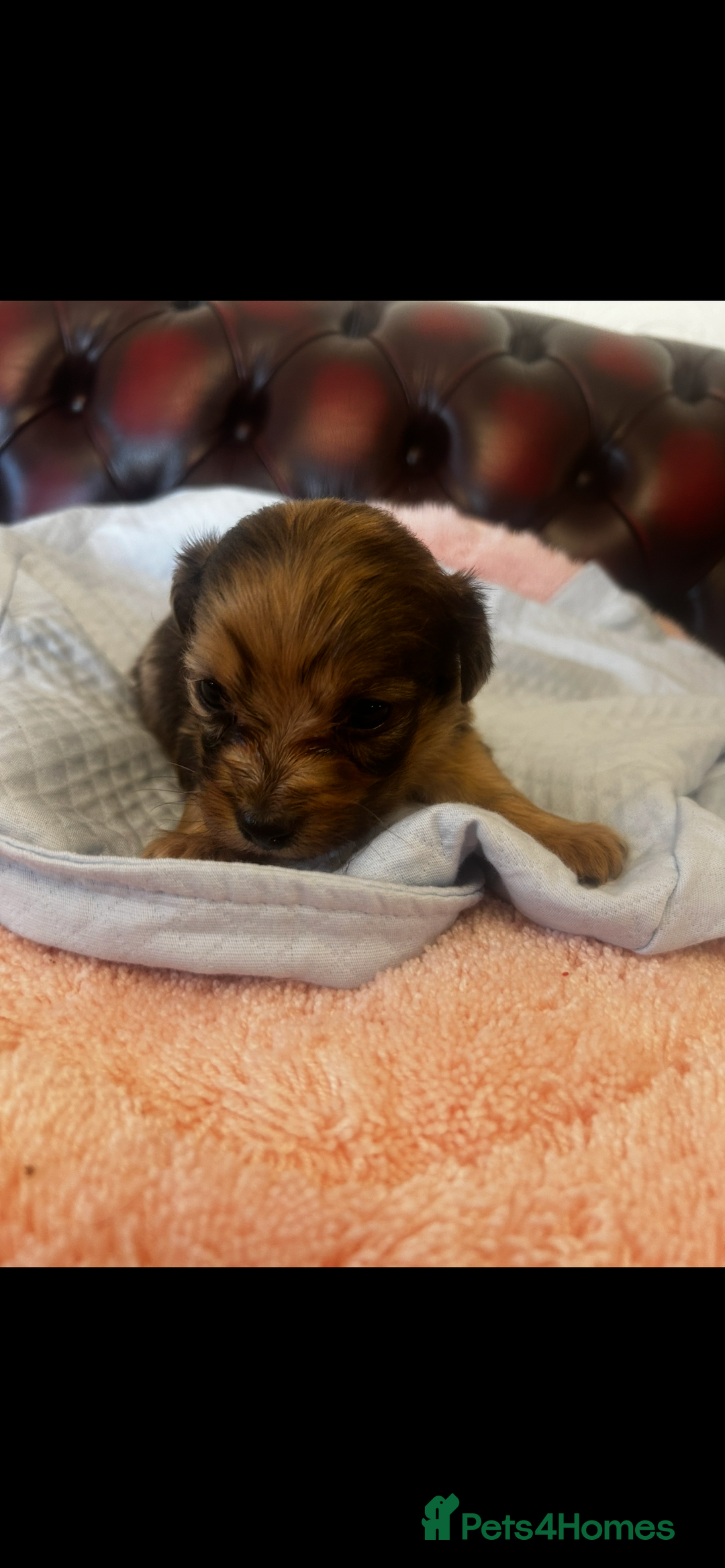 Miniature Dachshund dogs for sale: Miniature dachshund puppies - Advert 13